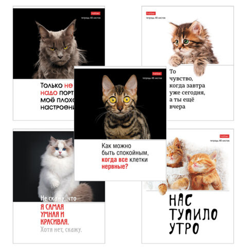 Тетрадь А5 48л. HATBER скоба, клетка, обложка картон, Котоюмор (микс в спайке), 079790, 48Т5В1 по низкой цене оптом 