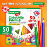 Карандаши цветные BRAUBERG KIDS NEW, 50 цветов, трехгранный корпус, грифель 3 мм, 182004 по низкой цене оптом 