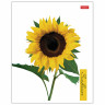 Тетрадь А5 80 л. HATBER скоба, клетка, глянцевая ламинация, SUNFLOWERS (5 видов), 80Т5лВ1 по низкой цене оптом 