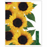 Тетрадь А5 80 л. HATBER скоба, клетка, глянцевая ламинация, SUNFLOWERS (5 видов), 80Т5лВ1 по низкой цене оптом 