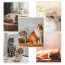 Тетрадь А5, 48 л., BRAUBERG, скоба, клетка, матовая ламинация, Cats, (микс в спайке), 405334 по низкой цене оптом 
