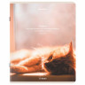 Тетрадь А5, 48 л., BRAUBERG, скоба, клетка, матовая ламинация, Cats, (микс в спайке), 405334 по низкой цене оптом 