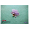 Папка-конверт с кнопкой BRAUBERG "FLOWER", А4, 160 мкм, до 100 листов, цветная печать, 228031 по низкой цене оптом 